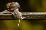 Slime Time: How Snail Mucin Slithered into Our Hearts