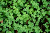 The (Irish) Heathen in Me Tries to Pray