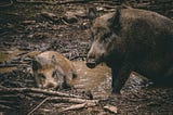 Pet Pigs in the Forest