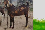 “Goat Farming: Unlocking Rural Prosperity”