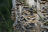 The Erbology guide to medicinal mushrooms