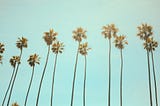 low angle photography coconut tree