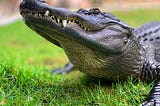 Florida’s Ancient Reptiles: Crocodiles vs. Alligators