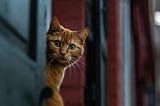 Cat sitting in window, looking alert.