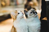 Two cats sitting side by side looking up. One cat is white and orange and the other cat is white and dark brown.