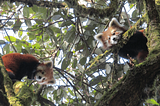 5 Random Facts About Red Pandas