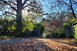 The sun peeks behind a large treek trunk; autumn leaves cover the driveway