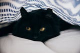 Black Cats Just Cute and Misunderstood
