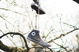 A battered pair of Chuck Taylors hangs high in a tree