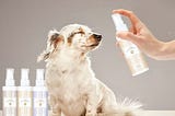 The Best Tips to Remove Pet Odor | 2022