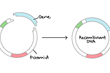 DNA Cloning for Bacterial Protein Production