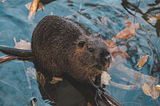 10 Facts to know about Beavers, our Keystone Species