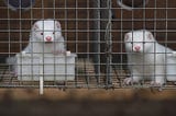 Mounting evidence suggests mink farms in China could be the cradle of Covid-19