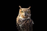 Knowledge Without Wisdom