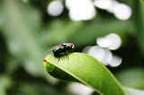 The Mighty Fly