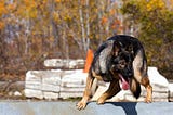 German Shepherd dog training