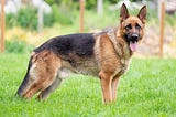 German Shepherd Dog