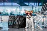 Top 5 Dog Friendly Places To Stay In Austin