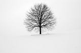El árbol y la lectura