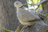 A 330-word Biography of the Eurasian Collared Dove