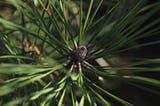 Krampus and Pine (Kind of) — Ironhorse Botanica