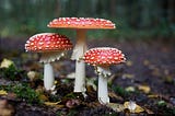 The Secret History of the Hidden Pontificate of the Holy Psychedelic Mushroom