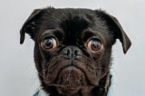 A black pug with brown eyes and a very confused look on his face. He is wearing a blue shirt.