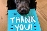 A photo of a black dog holding a ‘thank you’ sign between his teeth