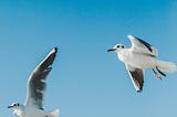 Two Birds and One Lesson That Softened the Sky