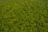 Natural Forests: The Greenest “Infrastructure” on Earth