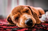Doggie Daydreams: Investigating the Science Behind Dogs’ Imaginative Processes