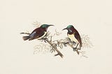 Illustration of two small birds resting on branches