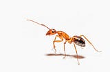 A red ant on a white background.