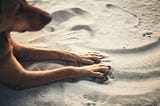 Dogs & Surface Anxiety: Why Paw Pads Hate Ice, Sand, or Gravel-and How to Protect Them