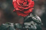 A rose’s beauty