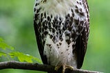 Hawk (now familiar)