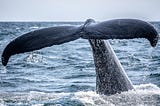 This Whale Species Lives For 200 Years — And Scientists Think Humans Can Too