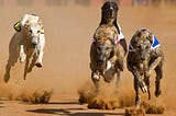 Florida Greyhounds are for Amendment 13