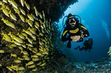 How Recreational Diving Can Support Marine Life