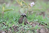 Freddie the Dung Beetle