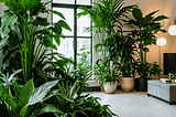 Low-Light-Indoor-Plants-1