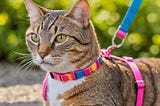 Cat-Harness-1