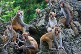 Unearthing Conflict: How Mining Shapes Human-Primate Encounters in Southern India