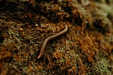Worms