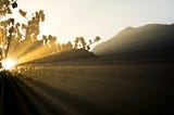 A light shines from behind a tree, symbolising the insight that the world offers us daily