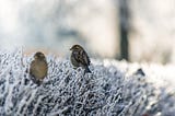 A pair of birds sit together on top of a frosty hedge