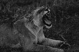 Mercy Through the Blade: The Silent Law of Leadership