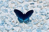 Blue and black butterfly on ground covered in pebbles.