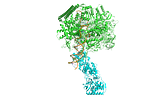 RNA Polymerase (green) — PafBC (blue) complex bound to DNA (orange)