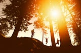 Three people are hiking in a forest, the sun shining to create a beautiful silhouette.